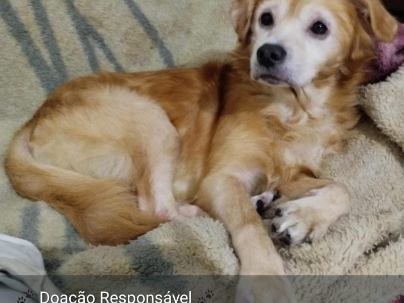 Snoop (Adoção Urgente)