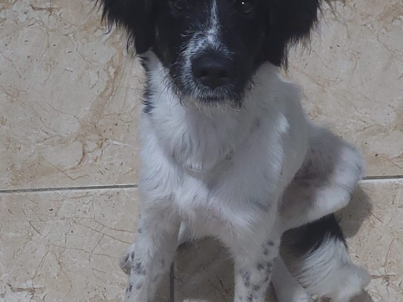Nino (Adoção Urgente)