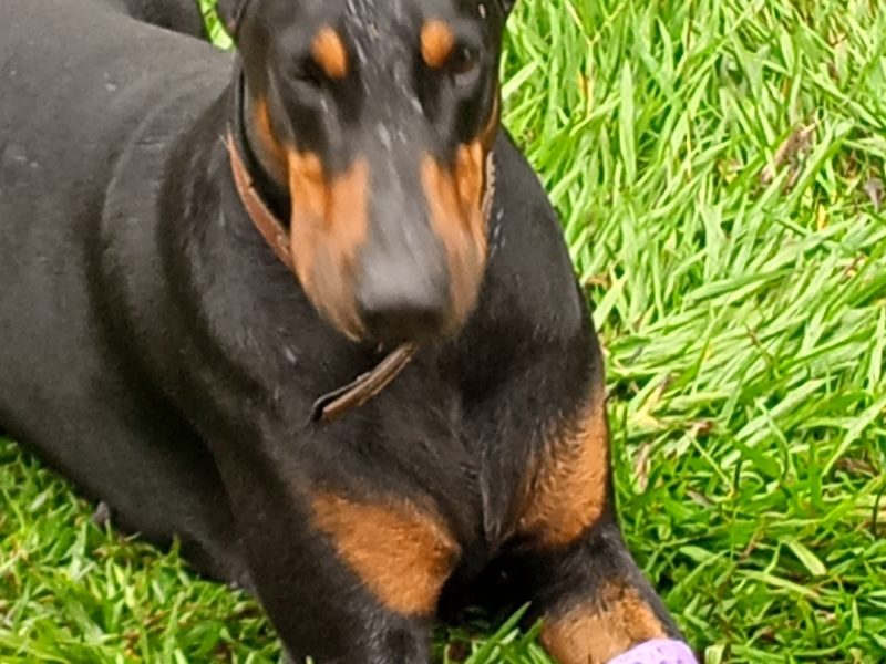Scooby (Adoção Urgente)
