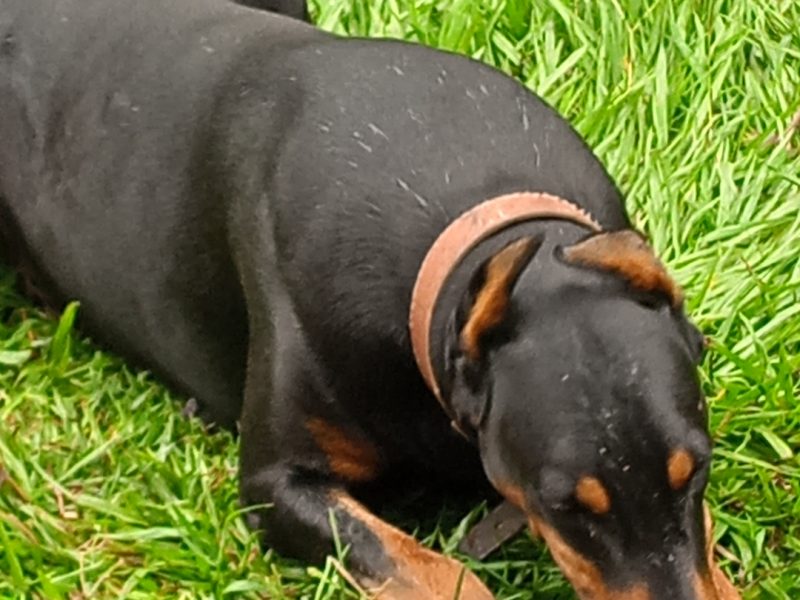 Scooby (Adoção Urgente)