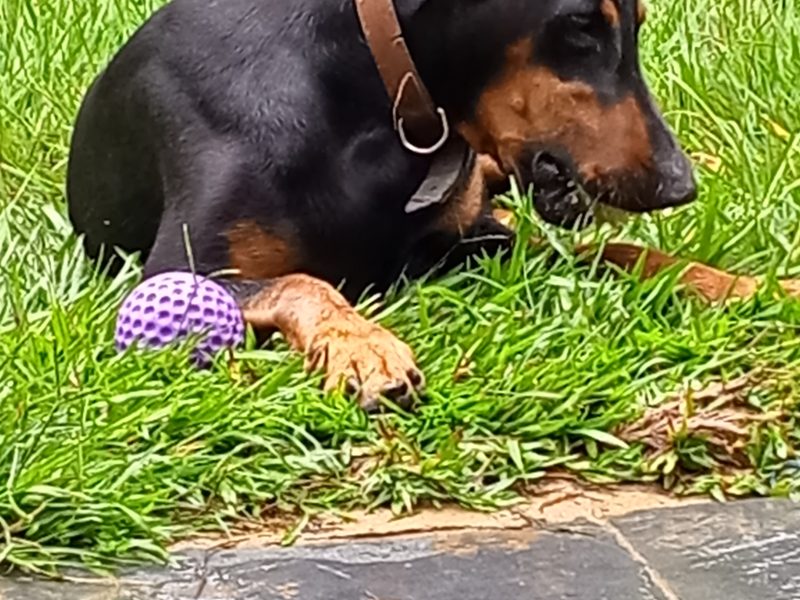 Scooby (Adoção Urgente)