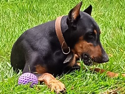 Scooby (Adoção Urgente)