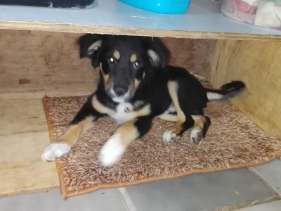 Rex (Adoção Urgente)