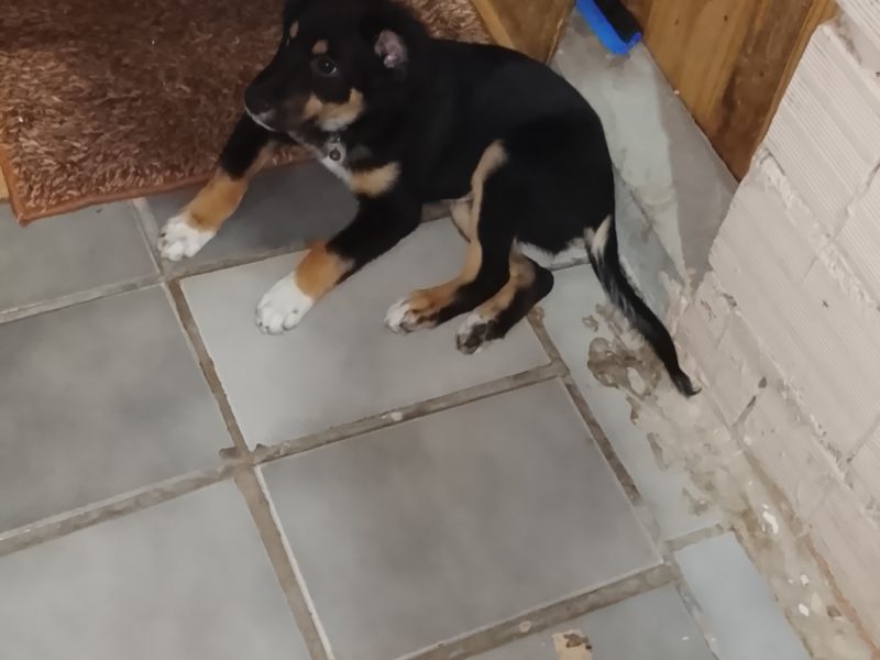 Rex (Adoção Urgente)