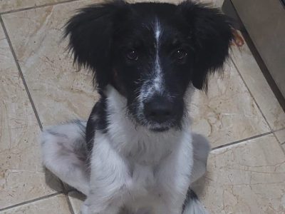 Nino (Adoção Urgente)