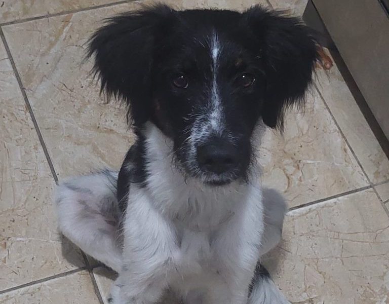 Nino (Adoção Urgente)