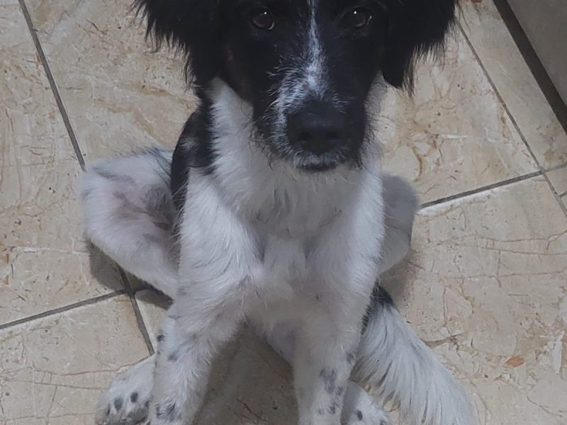 Nino (Adoção Urgente)