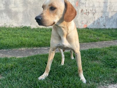 Teté (Adoção Urgente)