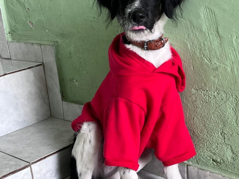 Nino (Adoção Urgente)