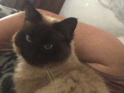 Luna e Duquesa (Adoção Urgente)