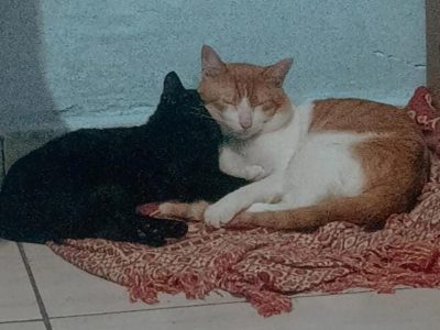 Bichento e Sirius (Adoção Urgente)