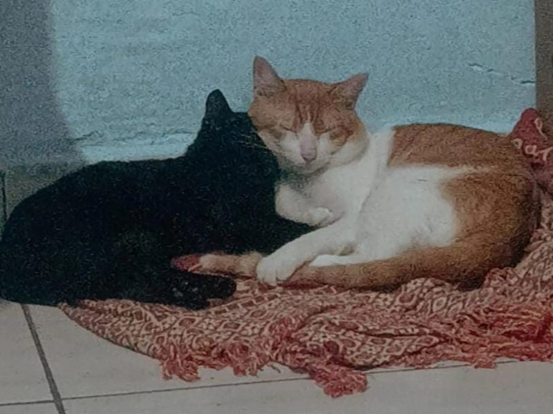 Bichento e Sirius (Adoção Urgente)