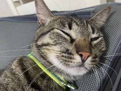 Lucky (Adoção Urgente)