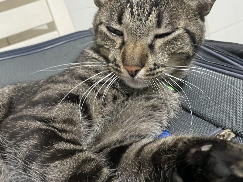 Lucky (Adoção Urgente)
