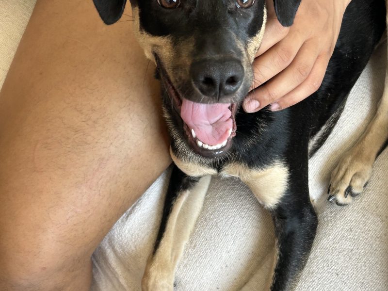 Cadu (Adoção Urgente)