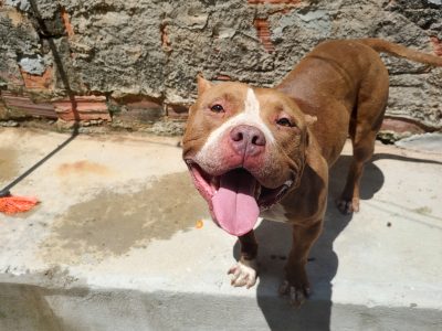 Shakira (Adoção Urgente)