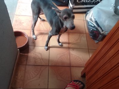 Lola (Adoção Urgente)