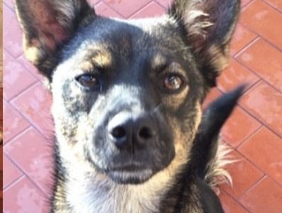 Farrij (Adoção Urgente)