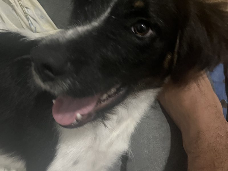 Nino (Adoção Urgente)