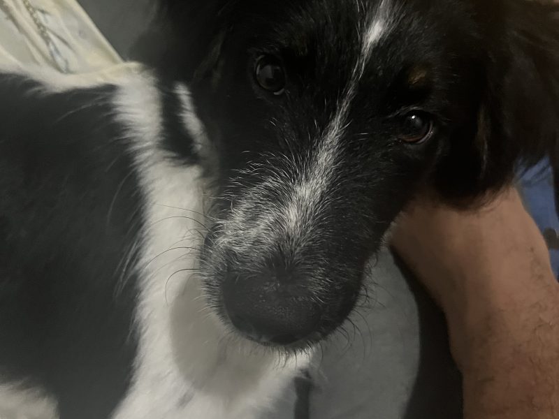 Nino (Adoção Urgente)
