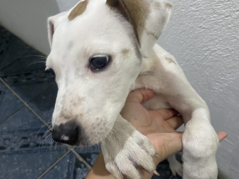 Aurora (Adoção Urgente)