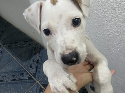 Aurora (Adoção Urgente)
