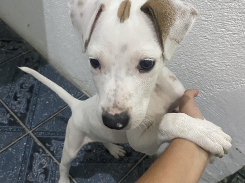 Aurora (Adoção Urgente)