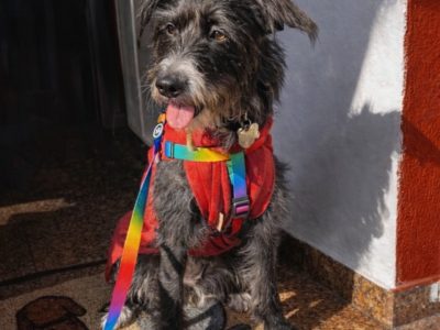 Safira (Adoção Urgente)
