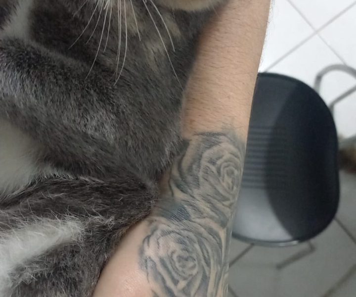 Cloe (Adoção Urgente)
