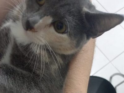 Cloe (Adoção Urgente)