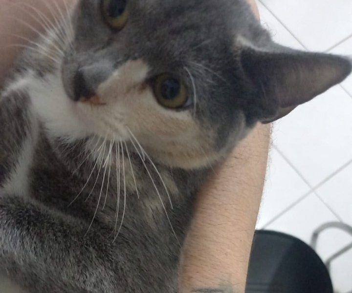 Cloe (Adoção Urgente)
