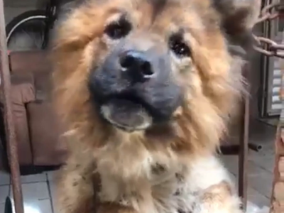 Puff (Adoção Urgente)