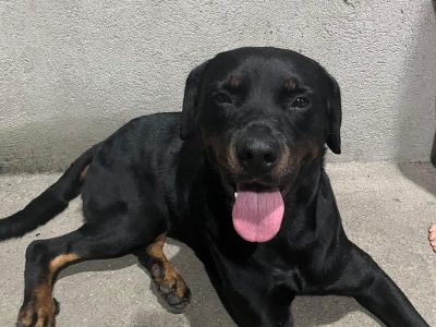 Scar (Adoção Urgente)