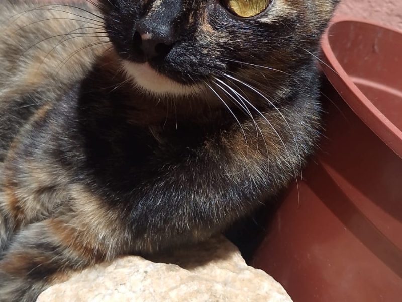 Esmeralda (Adoção Urgente)