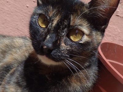 Esmeralda (Adoção Urgente)
