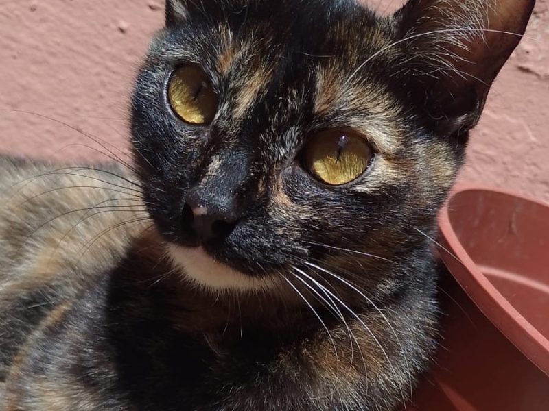 Esmeralda (Adoção Urgente)