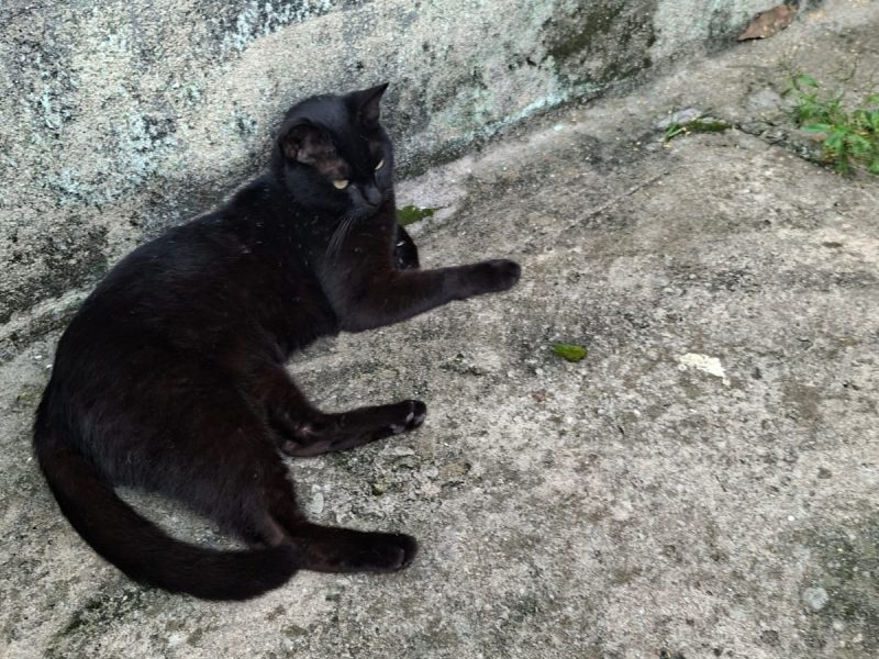 2 Gatos (Adoção Urgente)