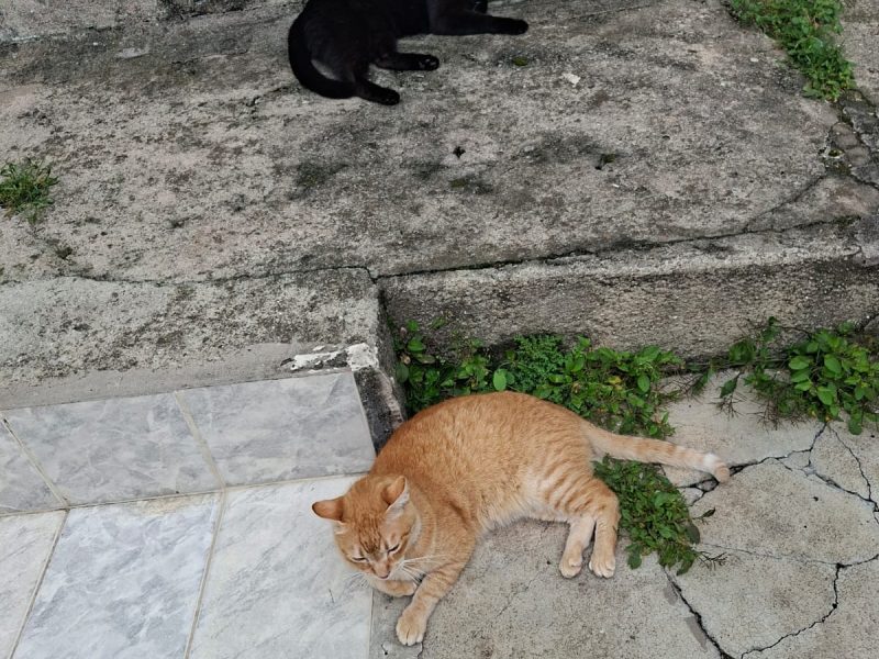 2 Gatos (Adoção Urgente)