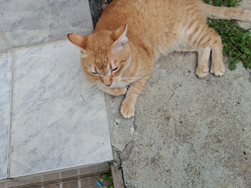 2 Gatos (Adoção Urgente)