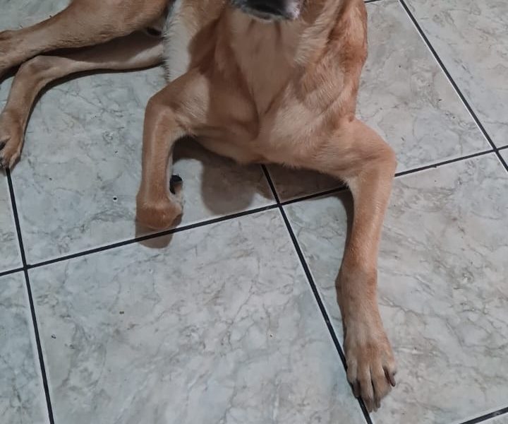 Thor (Adoção Urgente)