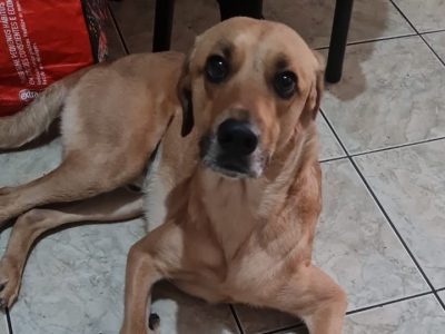 Thor (Adoção Urgente)