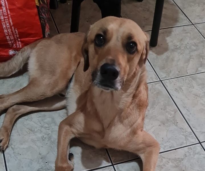 Thor (Adoção Urgente)