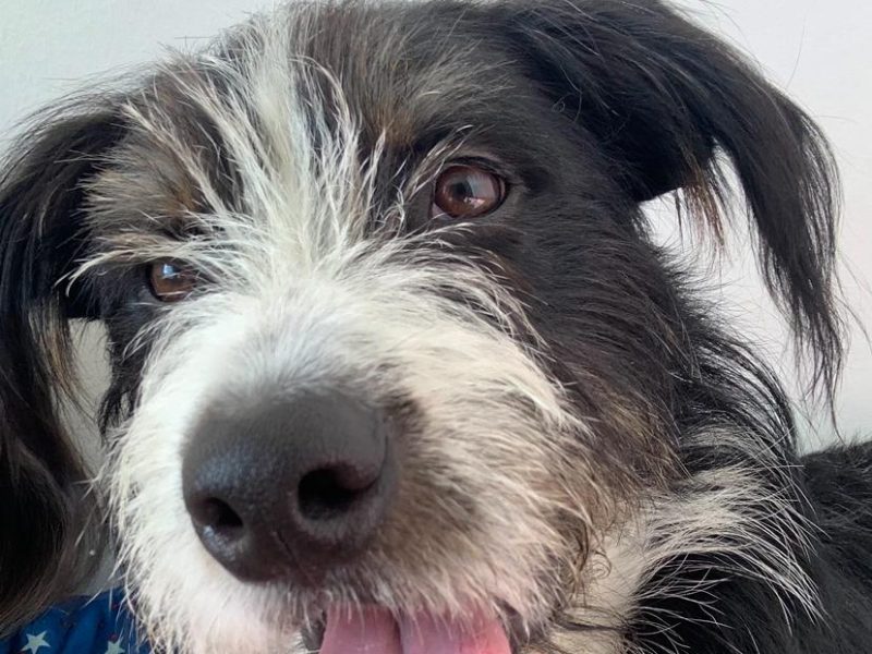 Ozzy (Adoção Urgente)