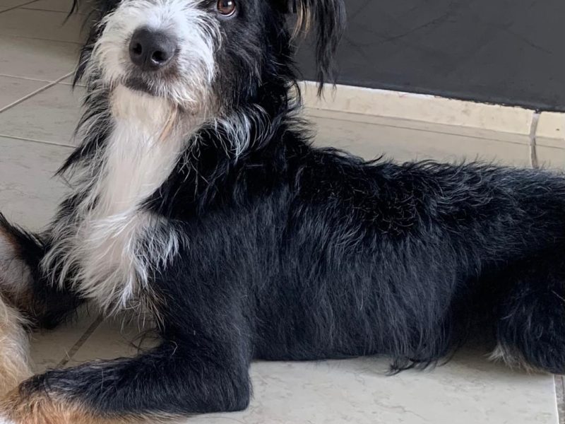 Ozzy (Adoção Urgente)