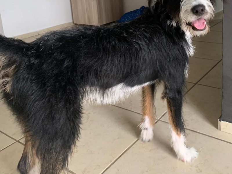 Ozzy (Adoção Urgente)