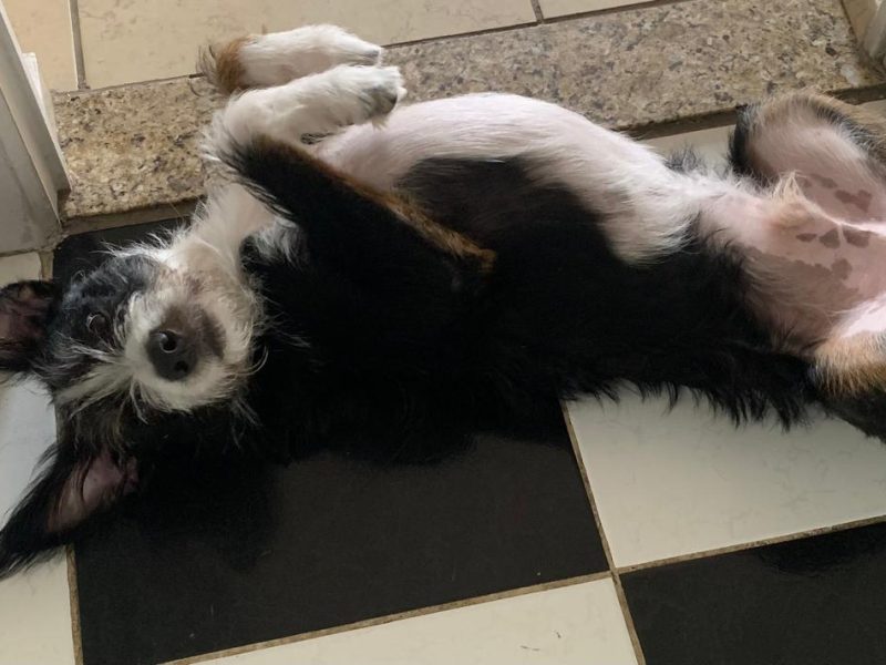 Ozzy (Adoção Urgente)