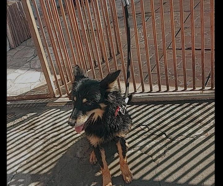 Porte M/P (Adoção Urgente)