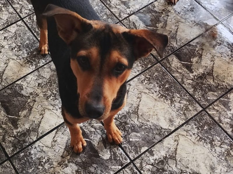 Amora (Adoção Urgente)