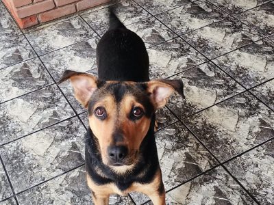 Amora (Adoção Urgente)