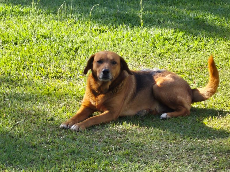 Mel, Nena e Zara (Adoção Urgente)